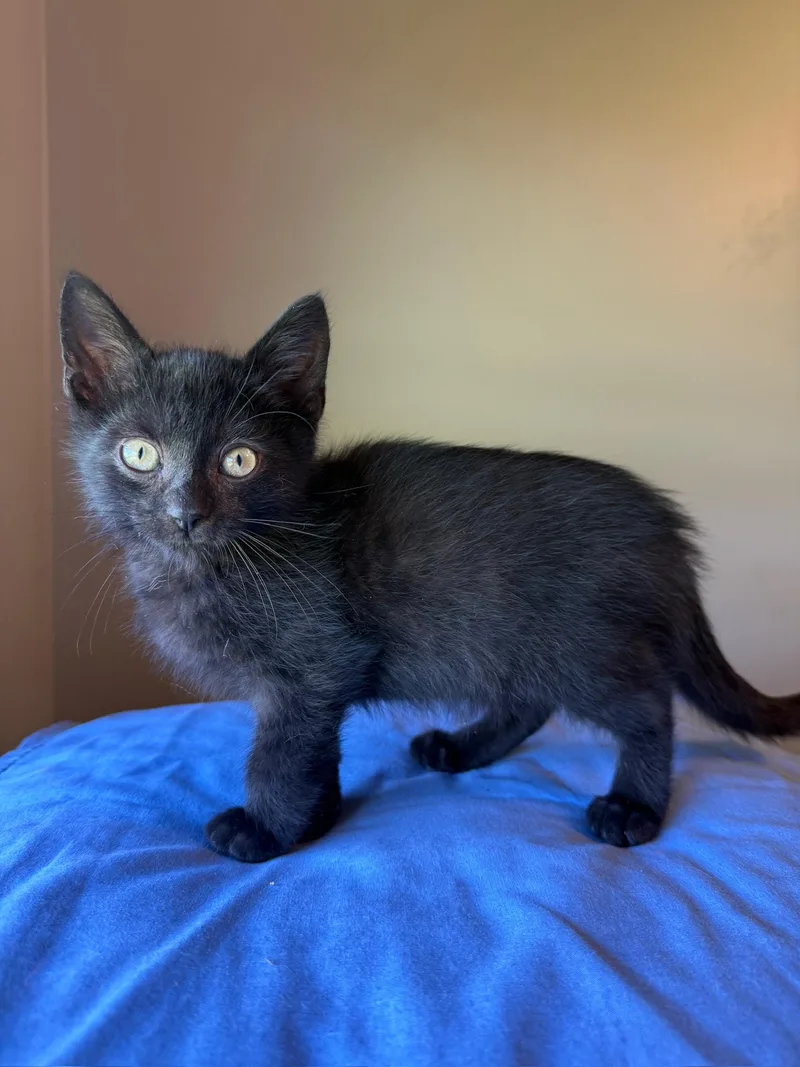 A baby small-sized male Black Domestic Short Hair cat named Mephis Dean for adoption in Hartville, OH