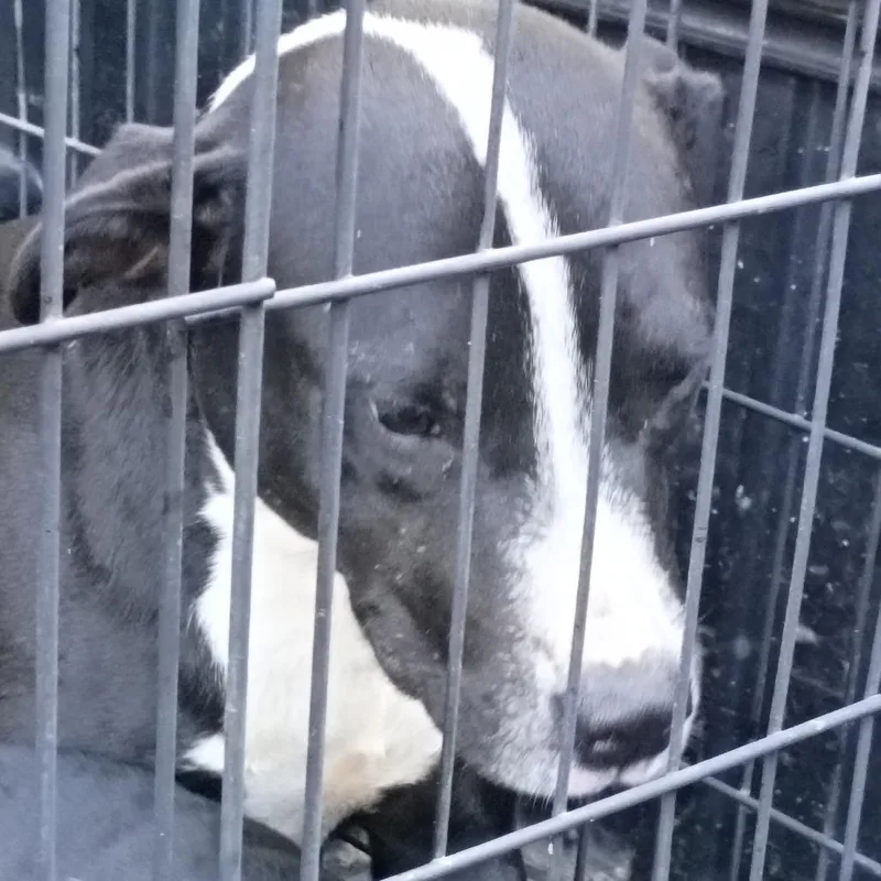 A young medium-sized male Black Mixed Breed dog named Lucario for adoption in Columbus, GA