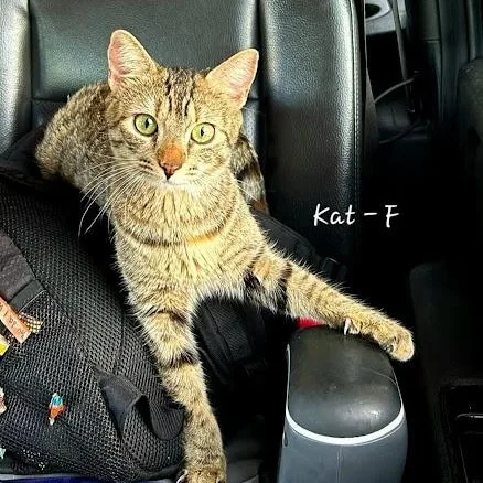 A young medium-sized female American Shorthair cat named Kat for adoption in Danbury, CT