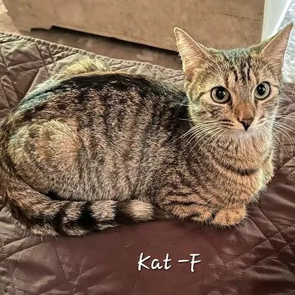 Kat thumbnail 2