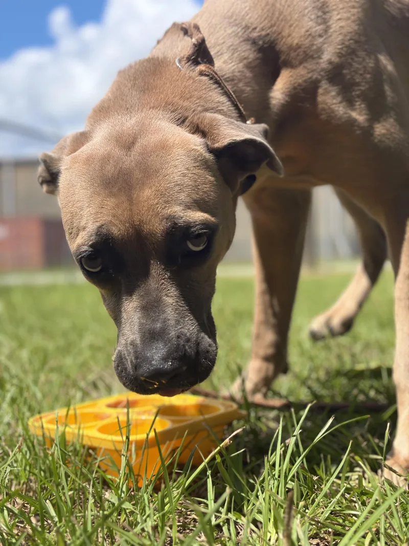 An adult medium-sized female Brown / Chocolate Mixed Breed dog named Walla for adoption in Winnsboro, SC