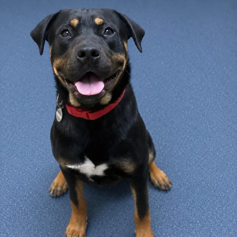A young large-sized male Black Rottweiler dog named Titan for adoption in Riverside, CA