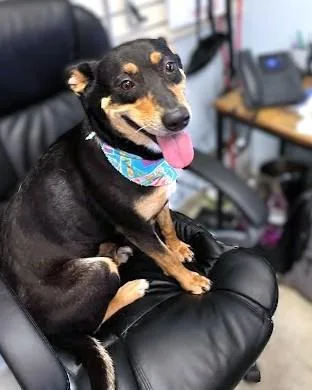 An adult large-sized female Border Collie dog named Amelia for adoption in Washington, DC