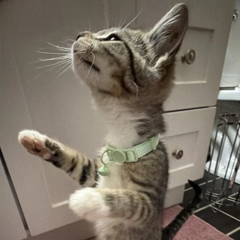 A baby small-sized female Brown / Chocolate Domestic Short Hair cat named Dread Weaver for adoption in Fredericksburg, VA