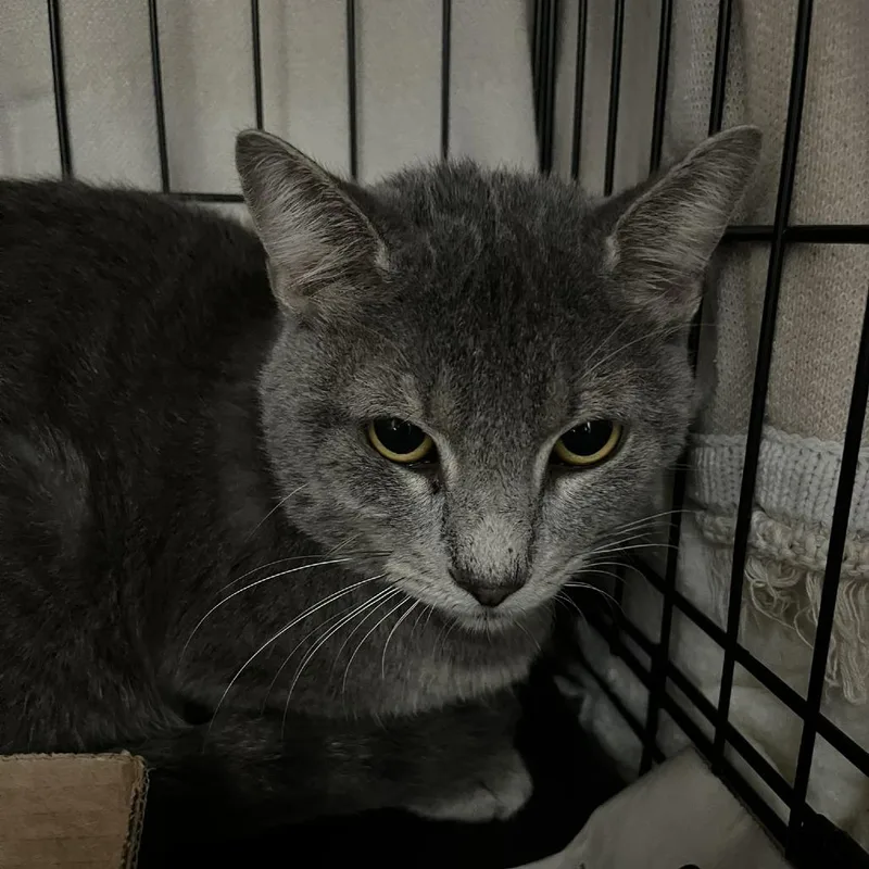 An adult medium-sized male Gray / Blue / Silver Domestic Short Hair cat named Transit for adoption in Verona, VA