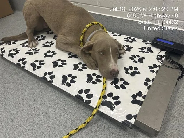 A young medium-sized female Pit Bull Terrier dog named Bashful for adoption in Ocala, FL