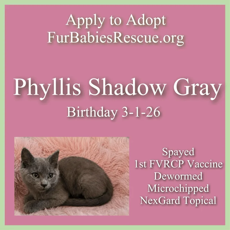 A baby small-sized female Gray / Blue / Silver Domestic Short Hair cat named Phyllis Shadow Gray for adoption in Hickory, NC