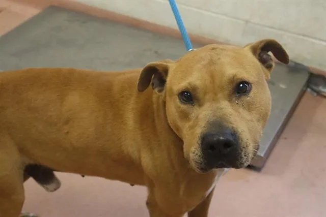 An adult medium-sized male Mixed Breed dog named Cade for adoption in Columbia, SC