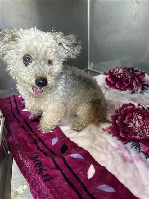 An adult medium-sized female Terrier dog named Nessi for adoption in Baldwin Park, CA