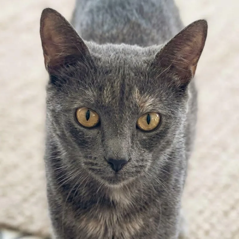 A young small-sized female Dilute Tortoiseshell cat named Summer for adoption in Montclair, NJ
