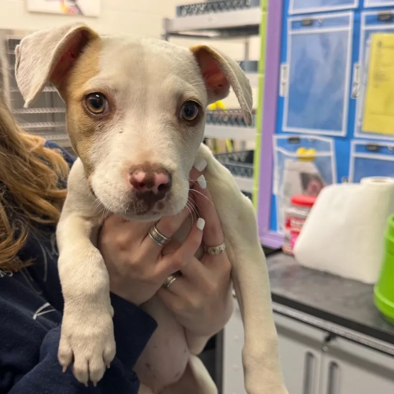 A baby small-sized female White / Cream Terrier dog named Queen for adoption in Montgomery, AL