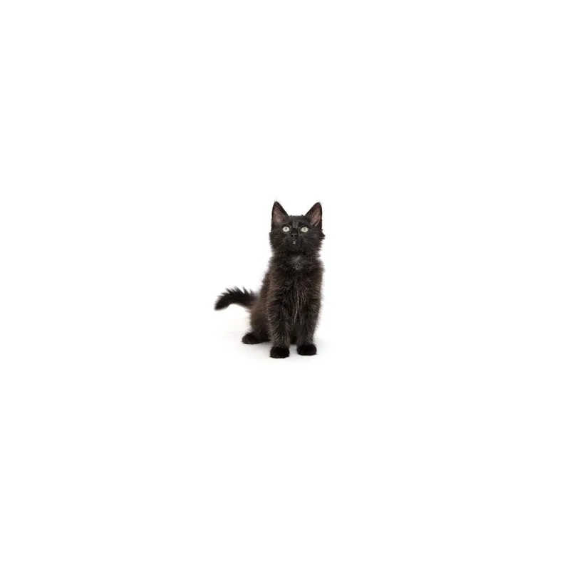 A baby small-sized male Black Domestic Medium Hair cat named Nongshim for adoption in Playa Vista, CA