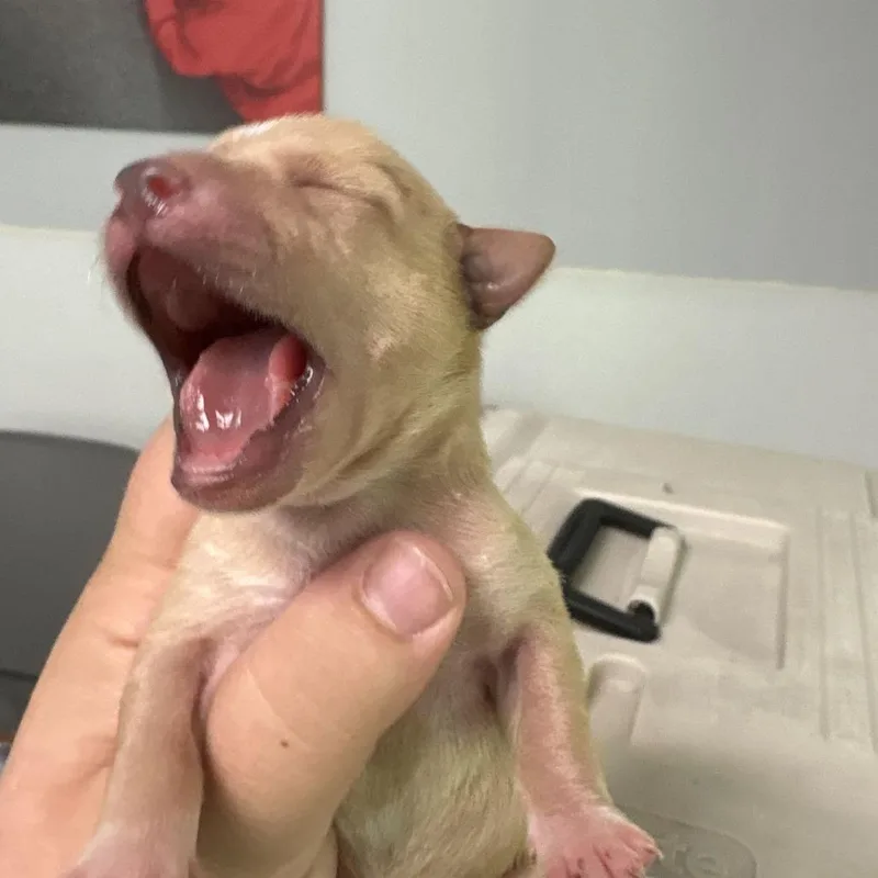 A baby small-sized male Black Chihuahua dog named Ant for adoption in Enfield, NH