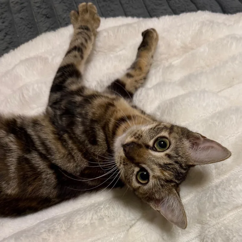 A baby small-sized female Torbie Domestic Short Hair cat named Birdie for adoption in Booneville, AR