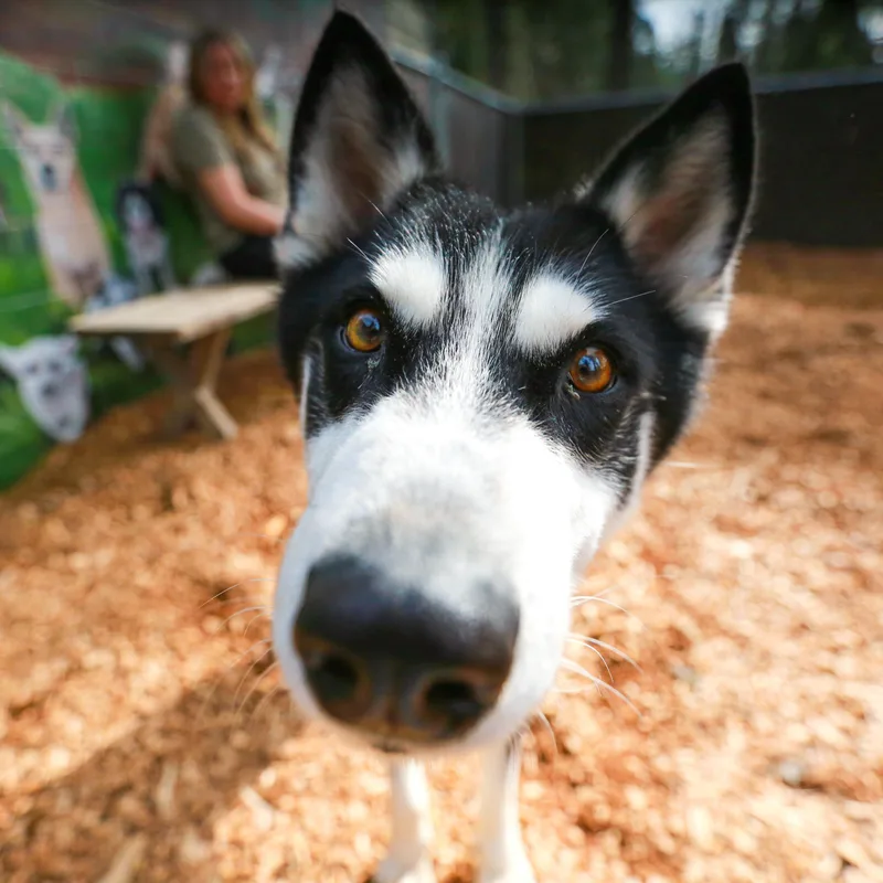 Mimic Adventure Pal thumbnail 2