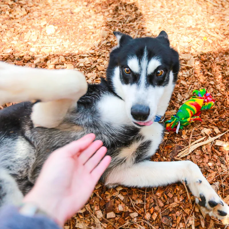 Mimic Adventure Pal thumbnail 4