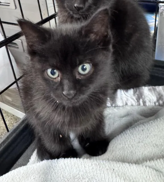 A baby medium-sized female Domestic Short Hair cat named Magic Eightball for adoption in Pawtucket, RI