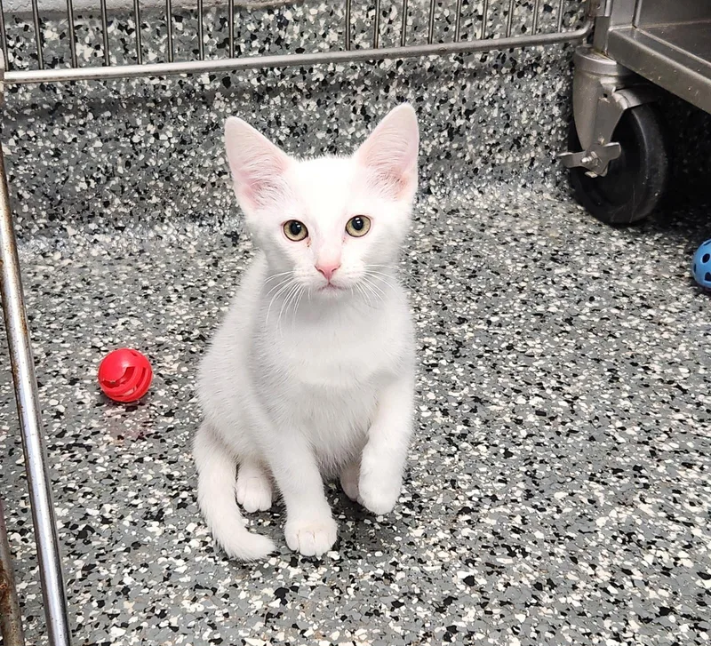 A baby medium-sized female White Domestic Short Hair cat named Angel for adoption in Siloam Springs, AR
