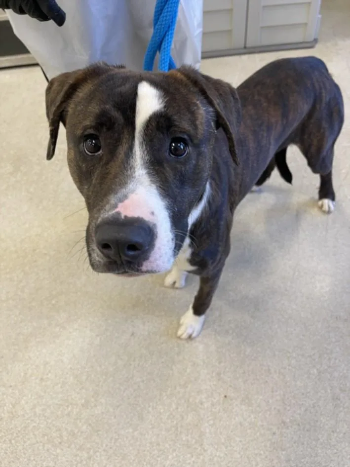 An adult large-sized male Pit Bull Terrier dog named Chucky for adoption in Hagerstown, MD