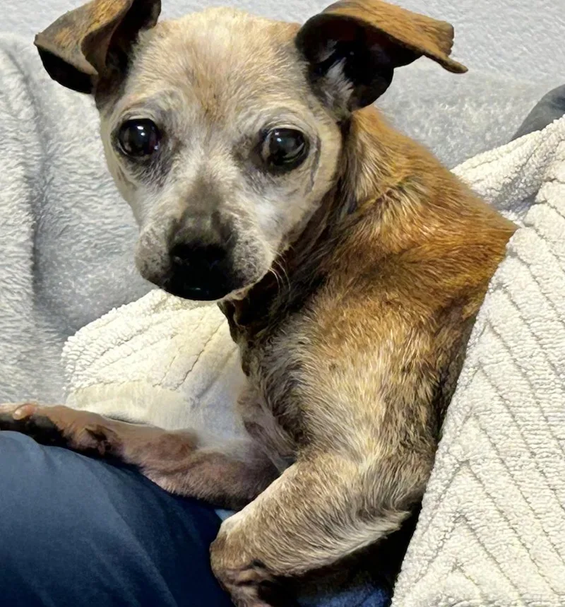 A senior small-sized female Chihuahua dog named Perlita for adoption in Jamestown, CA