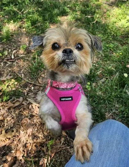 A senior small-sized female Gray / Blue / Silver Havanese dog named Dixie for adoption in Annapolis, MD