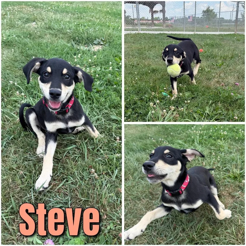 Steve thumbnail 6
