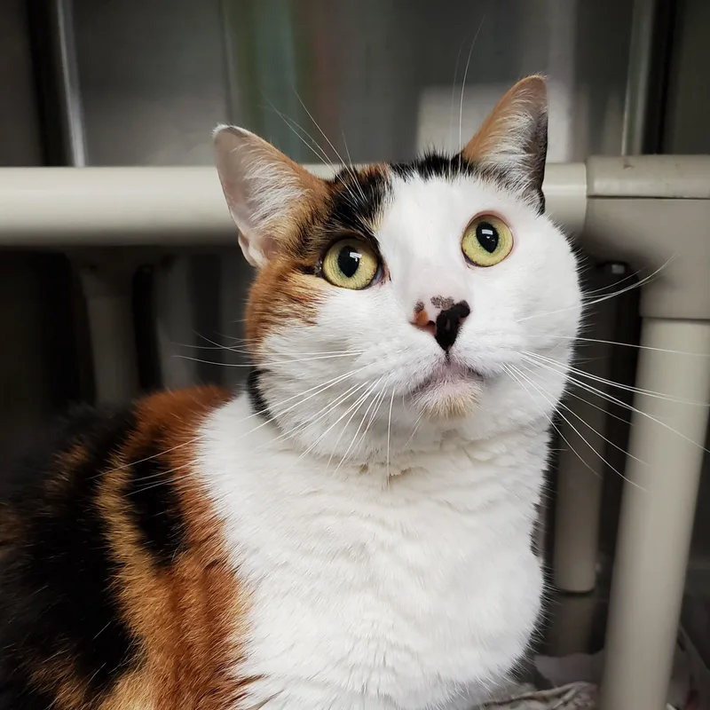 An adult large-sized female Calico Domestic Short Hair cat named Gabby for adoption in Jersey city, NJ