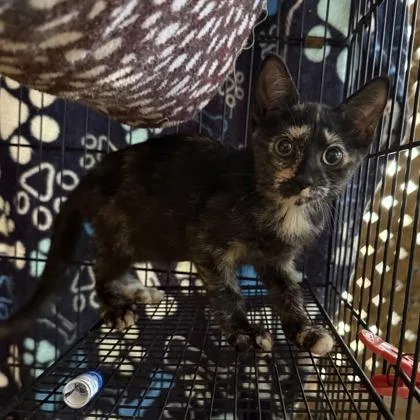 A baby small-sized female Domestic Short Hair cat named Simone for adoption in West Chester, PA