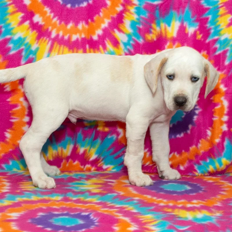 A baby medium-sized male Beagle dog named Yogi Bear for adoption in Troy, OH