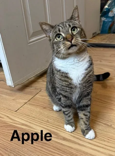 Apple thumbnail 4