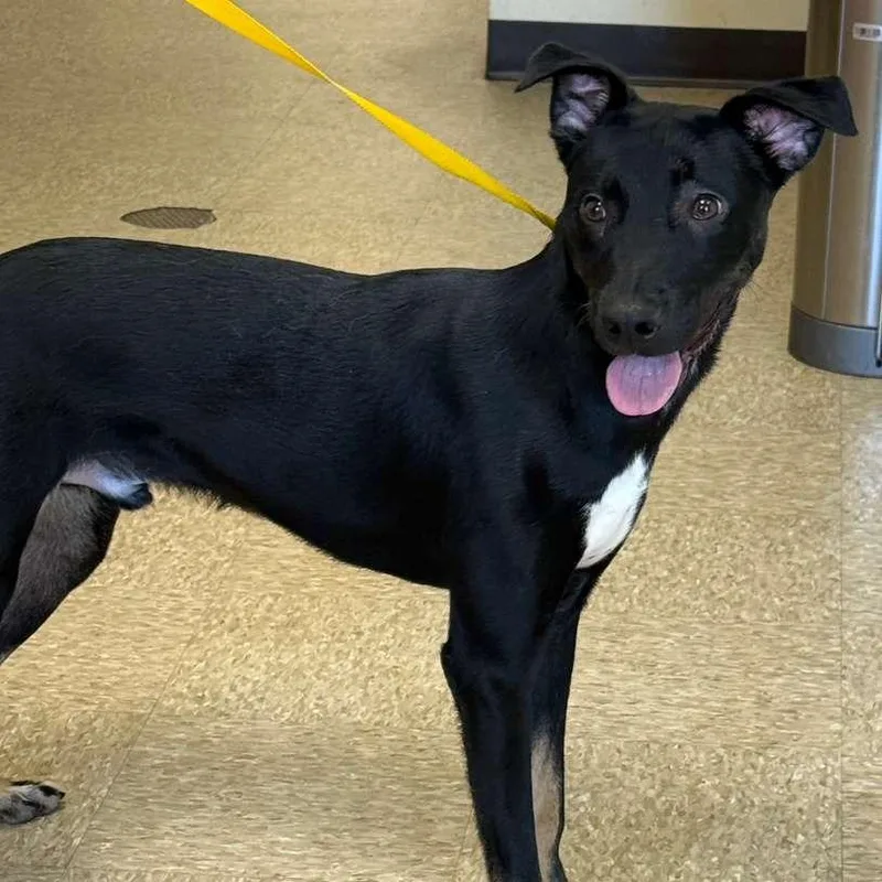 An adult medium-sized male Mixed Breed dog named Tubby for adoption in Cumming, GA