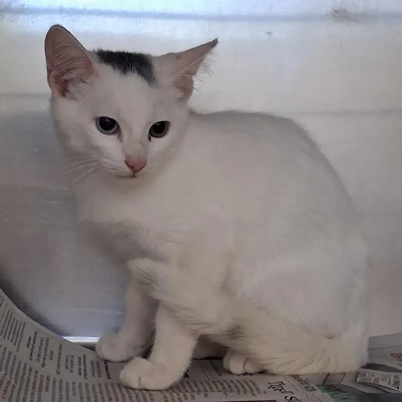 A baby small-sized male White Domestic Short Hair cat named Chappy for adoption in Auburn, AL