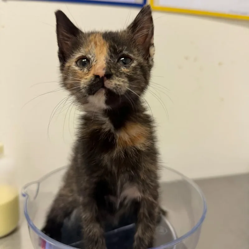A baby small-sized female Tortoiseshell Domestic Short Hair cat named Zireya Z for adoption in Edinburg, TX