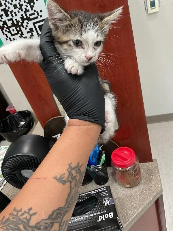 A young medium-sized female White Domestic Short Hair cat named Shakira for adoption in Hobbs, NM