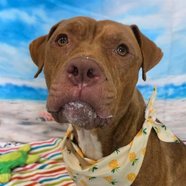 A young large-sized male Pit Bull Terrier dog named Furbo for adoption in Indianapolis, IN