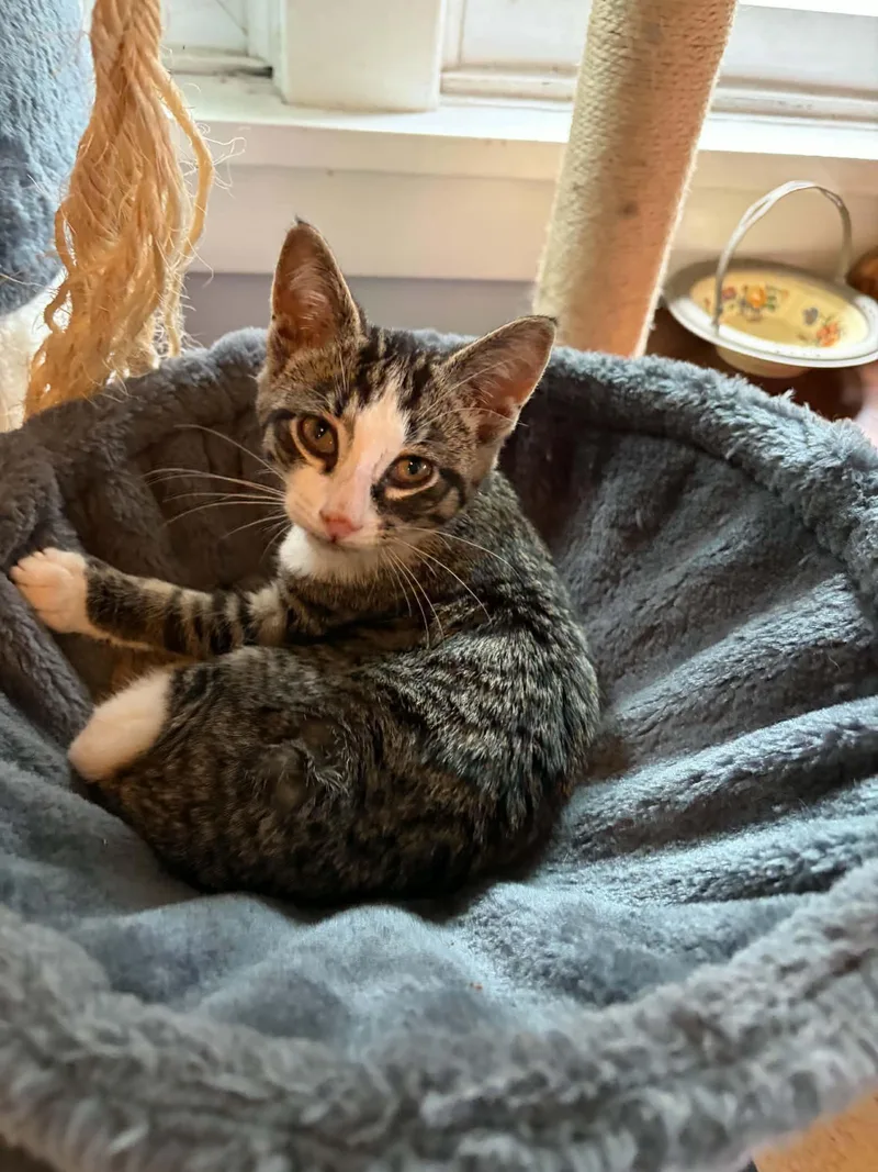 A baby medium-sized male White Domestic Short Hair cat named Bing for adoption in Buffalo, NY