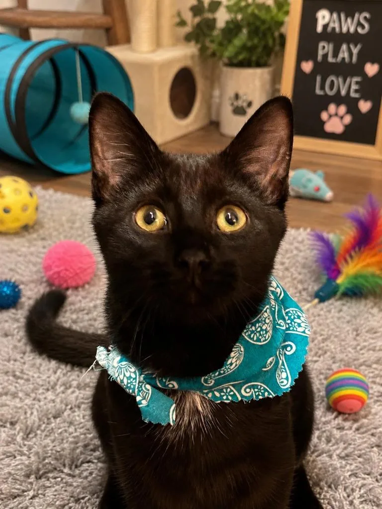 A baby medium-sized male Domestic Short Hair cat named Greenleaf for adoption in Miami, OK