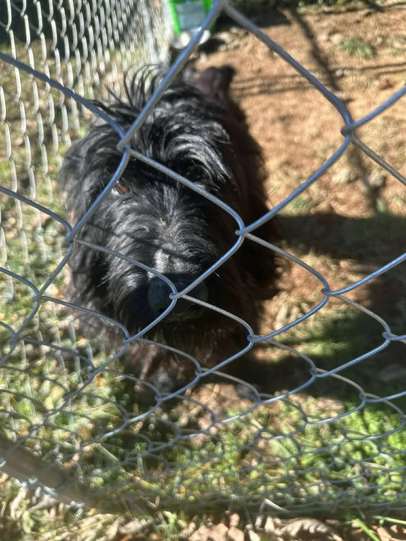 A young medium-sized male Black Aussiedoodle dog named Milo for adoption in Marion, NC
