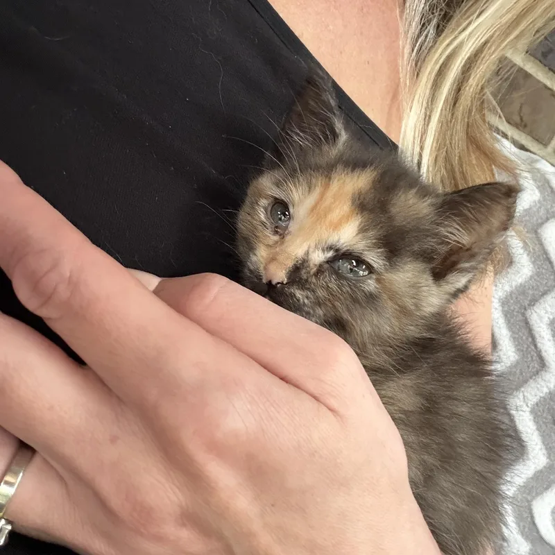 A baby medium-sized female Tortoiseshell Domestic Short Hair cat named Trixie for adoption in White Lake, MI