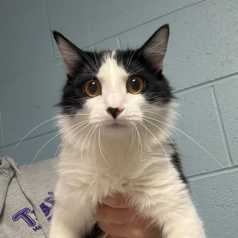 An adult medium-sized female White Domestic Medium Hair cat named Tootsie for adoption in DeKalb, IL
