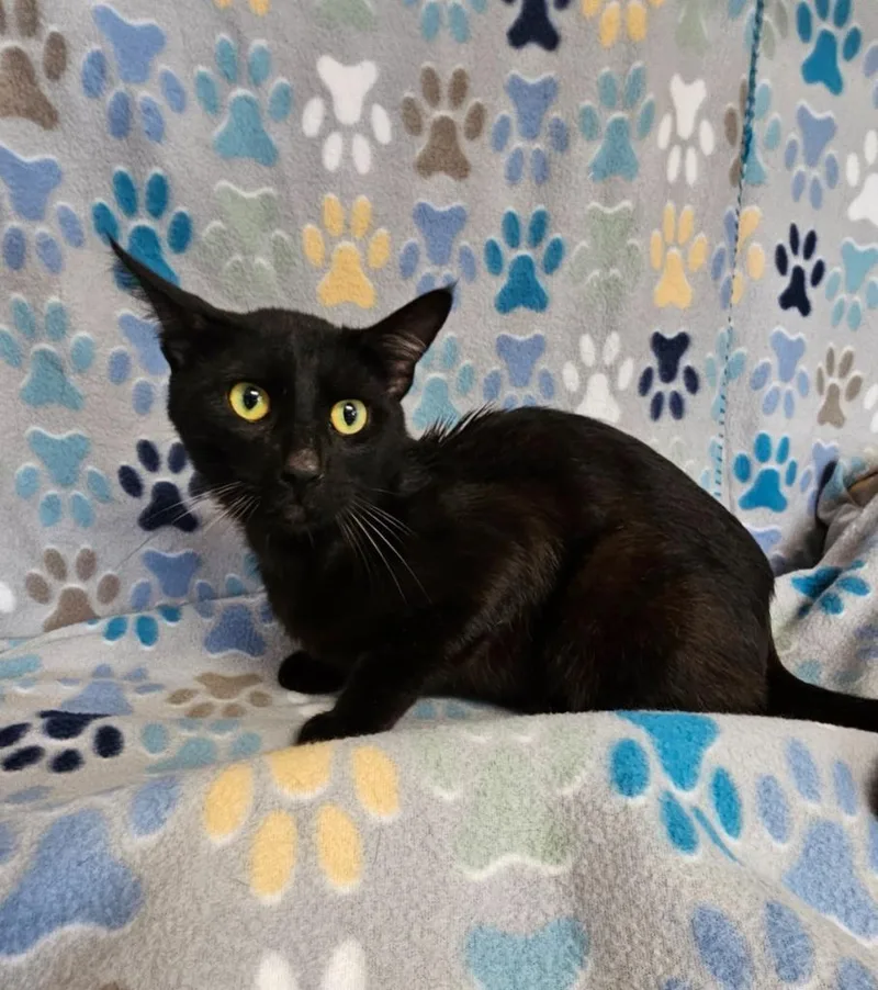 A young medium-sized male Domestic Short Hair cat named Uno for adoption in Wabash, IN