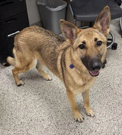 An adult large-sized female Brown / Chocolate German Shepherd Dog dog named Queenie for adoption in Kansas City, MO