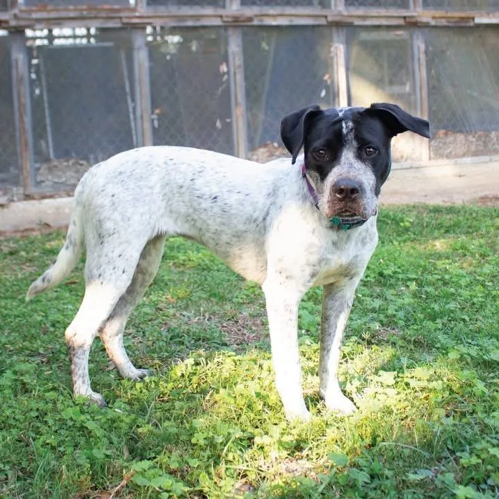 A young medium-sized female German Shorthaired Pointer dog named Sonic for adoption in Bloomfield, CT