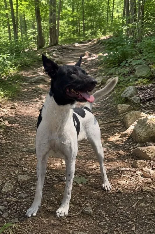 An adult medium-sized female Rat Terrier dog named Cookie for adoption in Houston, TX