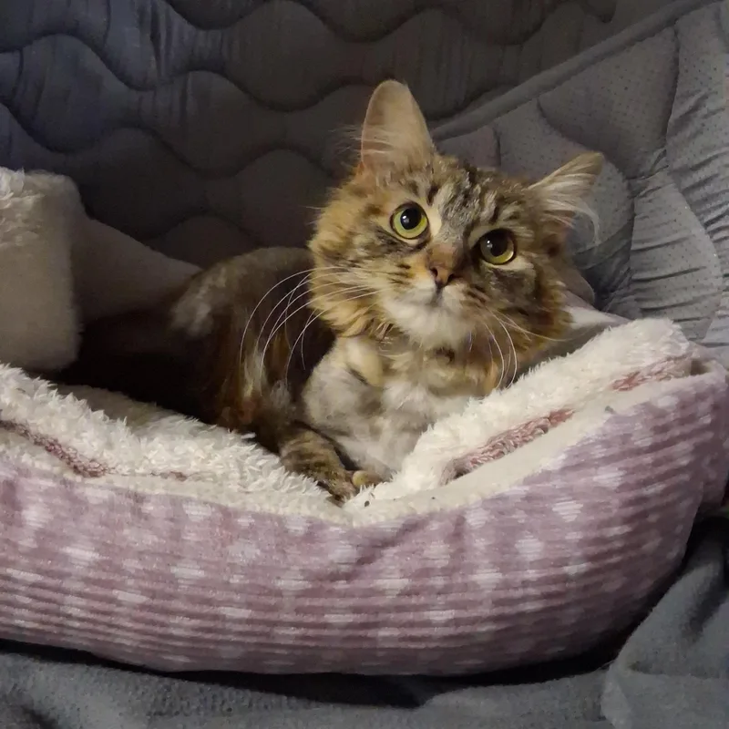 An adult medium-sized female Dilute Tortoiseshell Extra-Toes Cat / Hemingway Polydactyl cat named Maple And Mimosa for adoption in Charleston, SC