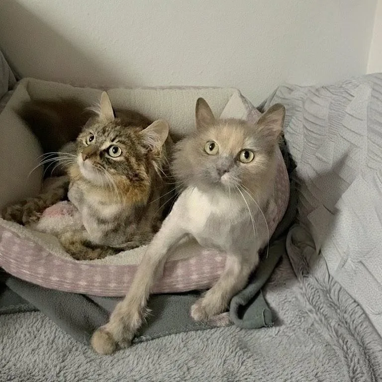 Maple And Mimosa thumbnail 3