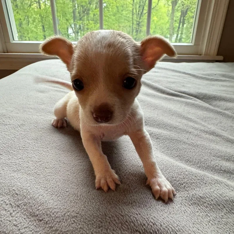 A baby small-sized female White / Cream Chihuahua dog named Cinnamon Muffin for adoption in Brooklyn, NY