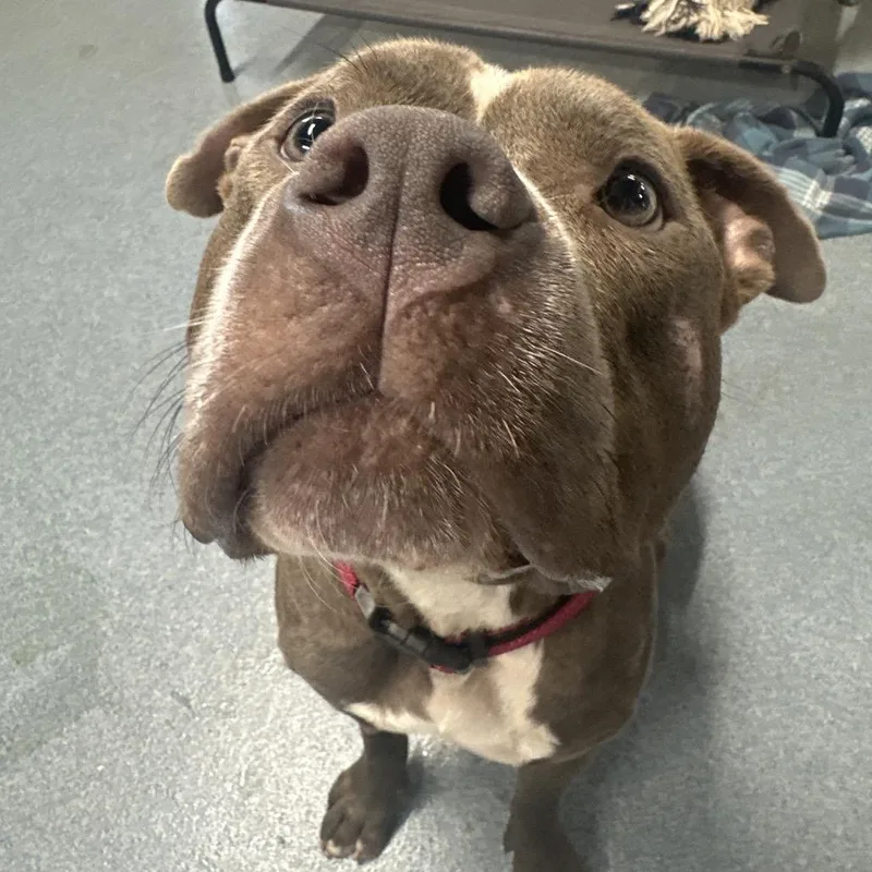 An adult large-sized male Gray / Blue / Silver Mixed Breed dog named Teddy for adoption in Gainesville, FL