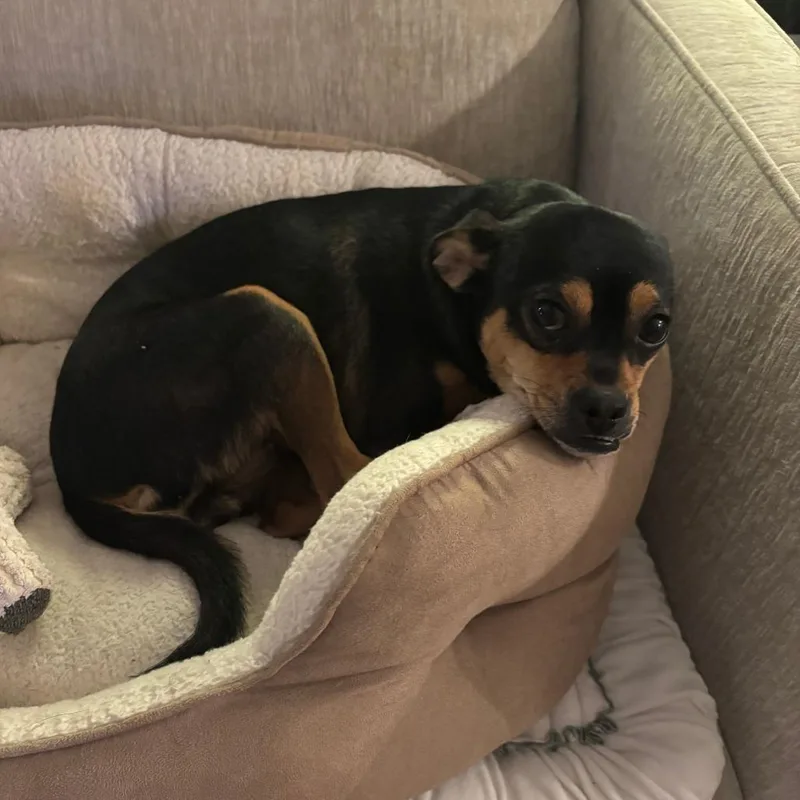 An adult small-sized female Black Terrier dog named Paradise for adoption in Staten Island, NY