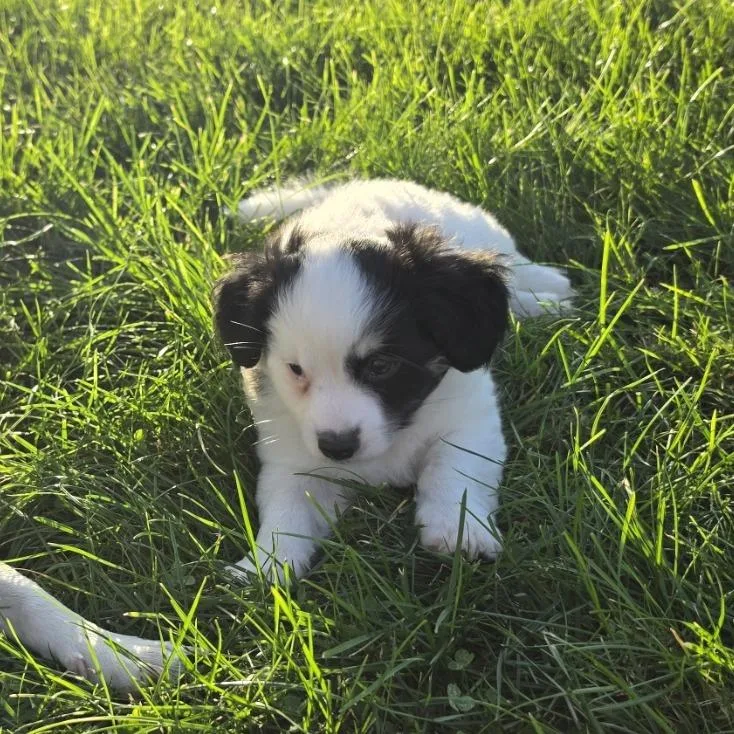 A baby small-sized male Chihuahua dog named Tatum for adoption in Alma, WI